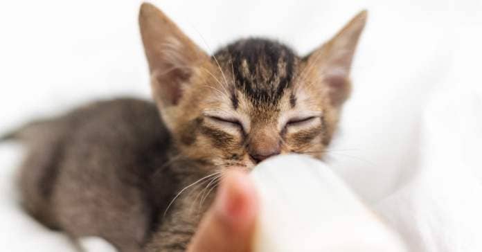 Kitten drinking milk from a bottle.