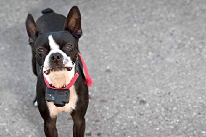 A young Boston Terrier dog looking intently out of curiosity.