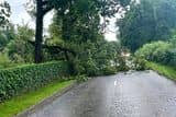 thumbnail: A tree has fallen on the Crawfordsburn Road, Newtownards