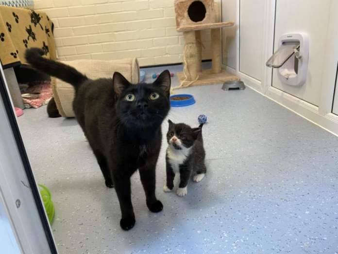 Oxford Mail: Foster carers needed for kittens