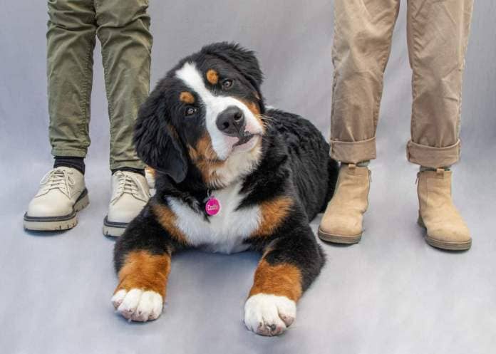 Bernese Mountain Dog Puppy 6 Month old 