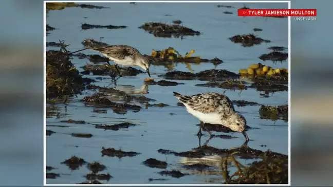Semipalmated sandpipers (Tyler Jamieson Moulton)
