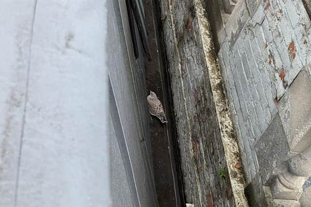 The gull got trapped for two days in a narrow gap between a third-storey apartment and pillars. Photo: RSPCA