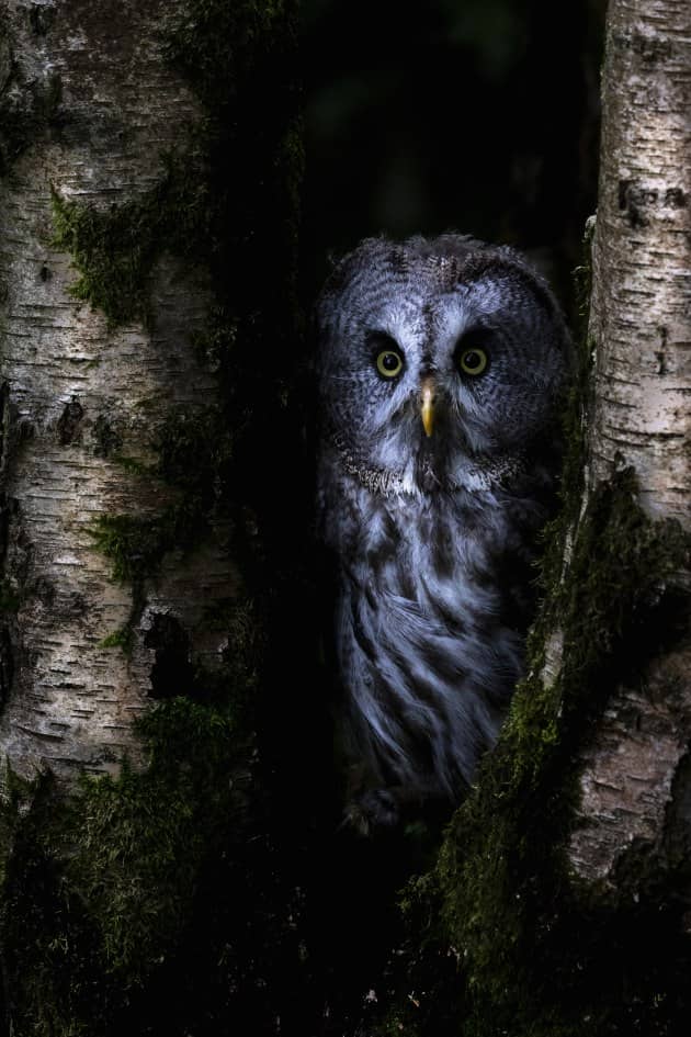 This image required some fairly heavy duty dodging and burning with a brush mask tool to achieve the low key feel of a secretive bird in a dark forest that was envisaged at the time of capture. Bringing up the whites gave some punch to the owl, while the highlights slider was pulled left to stop the brightest plumage from burning out. 
Canon EOS 1Dx II, 100-400mm f/4.5-5.6 L lens at 312mm, 1/160 sec, f/8. ISO 1600