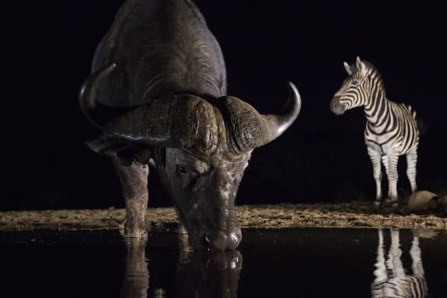 Experience has taught us that photographing at night under LED lights in this South Africa reserve, it’s very easy to blow highlights, so we deliberately underexposed in camera. In Lightroom, we can carefully bring up the exposure and drop the highlights slider, until the subject is correctly exposed but without blowing out the shiny bits of buffalo horn and nose or the zebra’s white stripes. We could have exposed more ‘to the right’ in camera, but if we’d got it wrong and blown the highlights, that’s information we can’t recover. 
Canon EOS 5D III, 17-40mm f/4 L lens at 40mm, 1/40 sec, f/4. ISO 1600