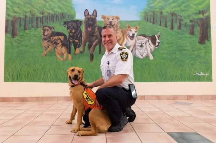 <p>MIKE THIESSEN / WINNIPEG FREE PRESS</p>
                                <p>Leland Gordon, general manager of Winnipeg Animal Services Agency, with Maple. The agency is overwhelmed with the number of dogs that have been surrendered recently.</p>