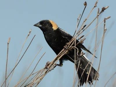 A black bird with yellow on the back of its head