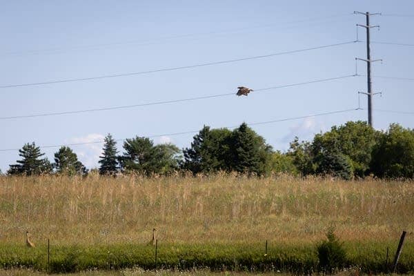 A hawk flies above a field