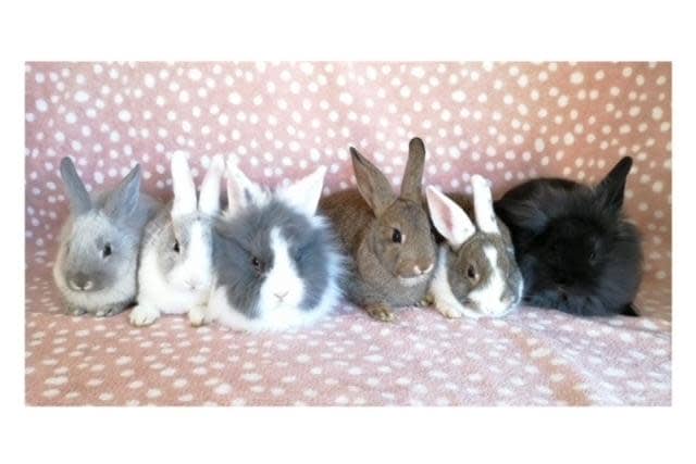 Bakewell, Domino, Genie, Roo, Floof and Neptune are very sweet rabbits who came to the centre via an inspector after their needs were not getting met. They will need some extra TLC and handling as they can be a little skittish. They have come on so much since first arriving at the centre and they have their whole lives to look forward to now. (Photo: RSPCA)