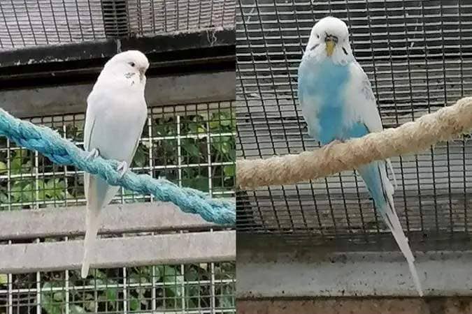Bucky and Frosty are budgies that came to the centre for different reasons, but they have bonded with each other so the centre would love for someone to adopt them together. They are great little birds who are always on the move and flying around the aviary, singing away and enjoying life. (Photo: RSPCA)