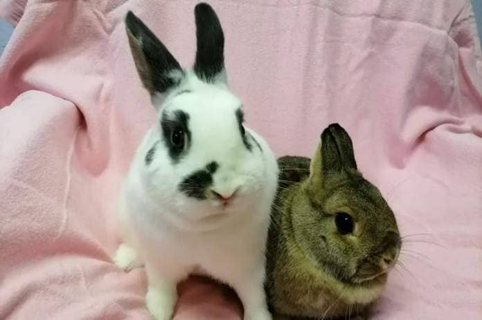 Lilly and Elle are a pair of female rabbits who came to the centre as their previous owner could sadly no longer keep them. They are sweet but shy girls so will need a nice quiet home with adopters who will help them with their shyness. (Photo: RSPCA)