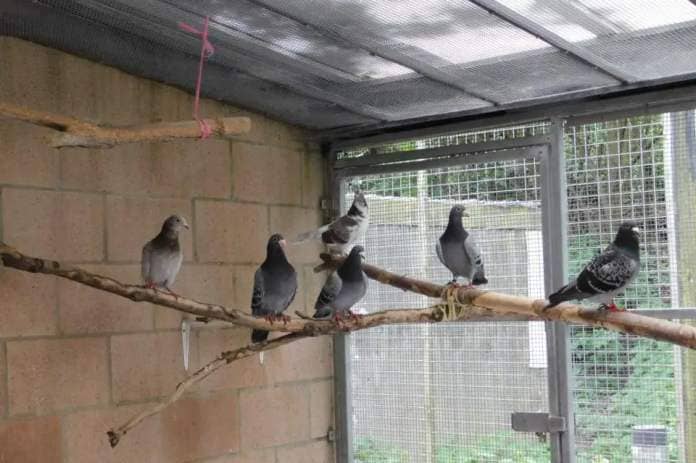The centre have a group of seven adult pigeons that for one reason or another, have found themselves in need of a forever home. They are sadly unable to survive outside on their own so will need a pigeon lover with an aviary for them to live out the rest of their lives in. (Photo: RSPCA)