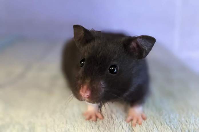 Henry is an 11-week-old Syrian Hamster who came to the centre via another branch after they had lots brought into them. Henry is a scared and shy little boy so will need experienced adopters who will help him overcome his insecurities and give him the time and patience needed. (Photo: RSPCA)