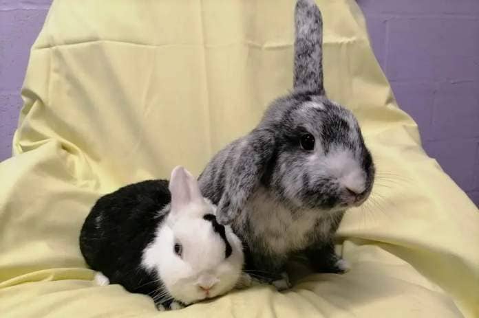 Forest and Magenta are a pair of female rabbits who are sweet girls and can be a little shy when meeting new people. However once they are happily settled, they are lovely girls who will make great pets. They love their vegetable treat time and come running when they hear us dishing it up. (Photo: RSPCA)