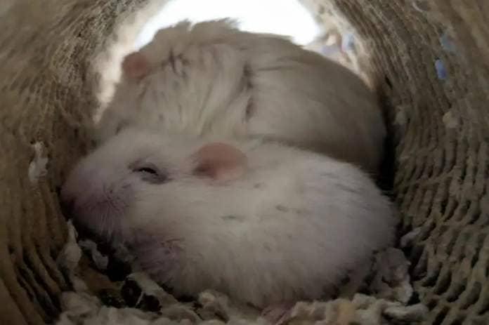 Glacier and Polo are Dwarf Hamsters who are sweet little boys that came to the centre after their owner could no longer keep them. They are father and son and will be homed together. (Photo: RSPCA)