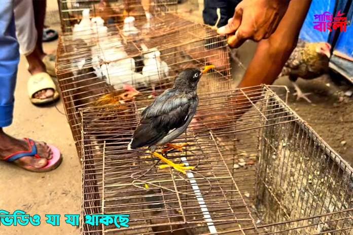 Sellers show a juvenile common myna for sale in a Bangladesh bird market in a YouTube video.