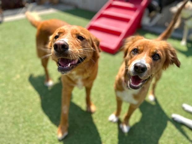 Rescue dogs, Lemon, left and Poppy, right, are best friends and sisters through adoption. Poppy has been named a top 10 finalist in People Magazine's World's Cutest Rescue Dog contest.