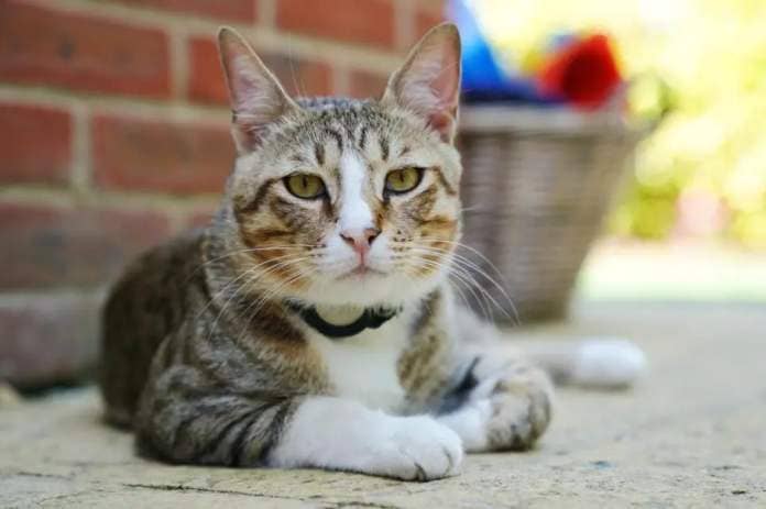 Cat owners in north Swindon are being warned to be vigilant after a spate of poisonings (Jonathan Brady/PA) (PA Wire)