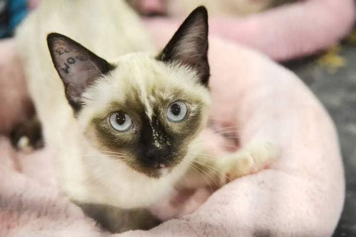 Two Siamese kittens were adopted at CARES cat Adopt-A-Thon at PetSmart on Saturday, Aug. 26. (Kyler Emerson/Langley Advance Times)