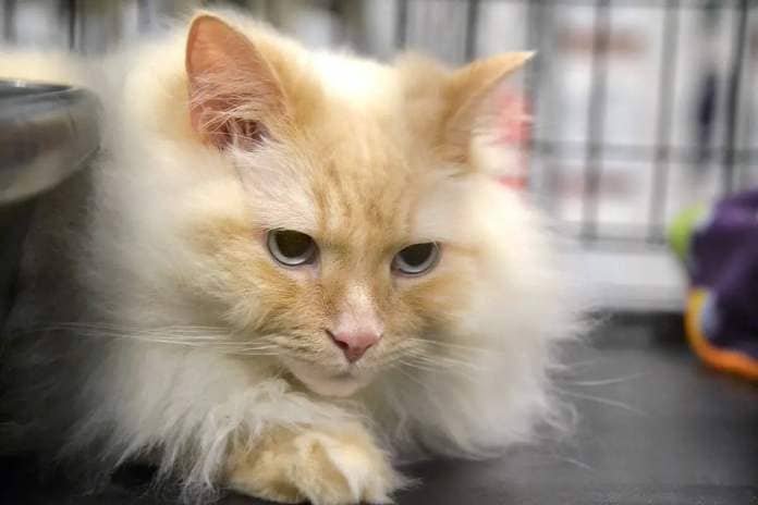 Casper, a two-year-old Ragdoll cat, was up for adoption at CARES Adopt-A-Thon at PetSmart on Saturday, Aug. 26. (Kyler Emerson/Langley Advance Times)
