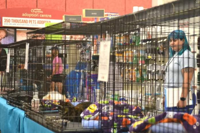 CARES held a cat Adopt-A-Thon at PetSmart on Saturday, Aug. 26, and hope to have one each month. (Kyler Emerson/Langley Advance Times)