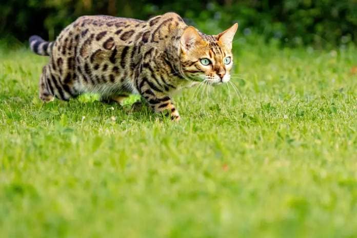 Bengal cats are strong and very healthy cats.