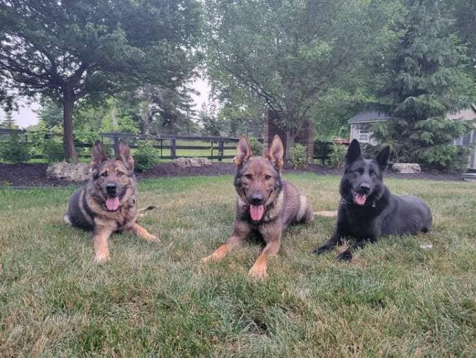OPP Canines Blitz, Tackle, and Celaena (Photo courtesy of OPP)
