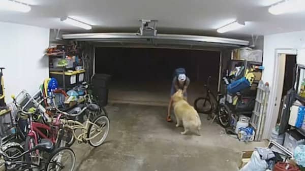 A golden retriever approached a man who was in the process of stealing a bike from a garage 