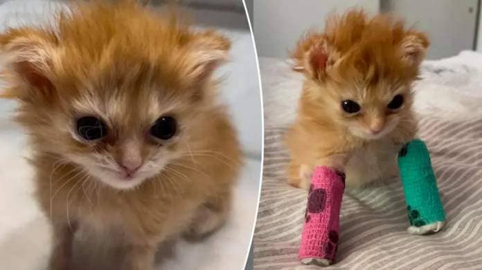 tiny orange kitten split