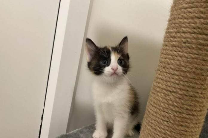 Blue Cross's rehoming centre in Burford is looking for foster carers for 21 cats and kittens <i>(Image: Blue Cross Burford)</i>