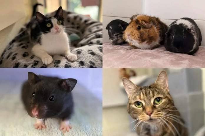 We take a look at 55 small animals available for adoption and looking for their forever home at the RSPCA York, Harrogate and District branch (Photo: RSPCA)