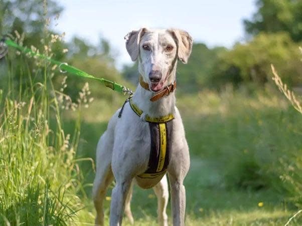 Lincoln, a charming three-year-old Saluki cross, has been in the care of Dogs Trust Kenilworth for a few weeks. Picture supplied by the charity.