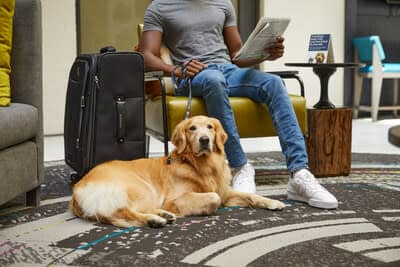 Mars Petcare, the world’s largest pet care company, and Global hospitality leader Hilton have joined forces to celebrate pets on International Dog Day.