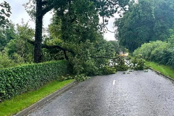A tree has fallen on the Crawfordsburn Road, Newtownards