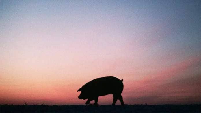 Sihoutte of a pig at twilight