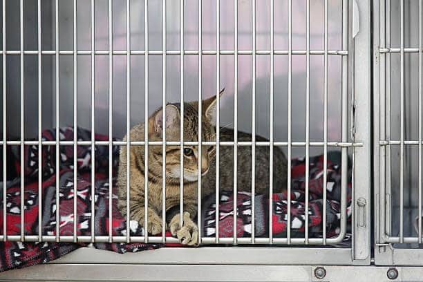 The RSPCA have appealed for donations after new statistics revelaed a 25 per cent increase in cruelty against cats. (Photo: Kaufmann Photography)