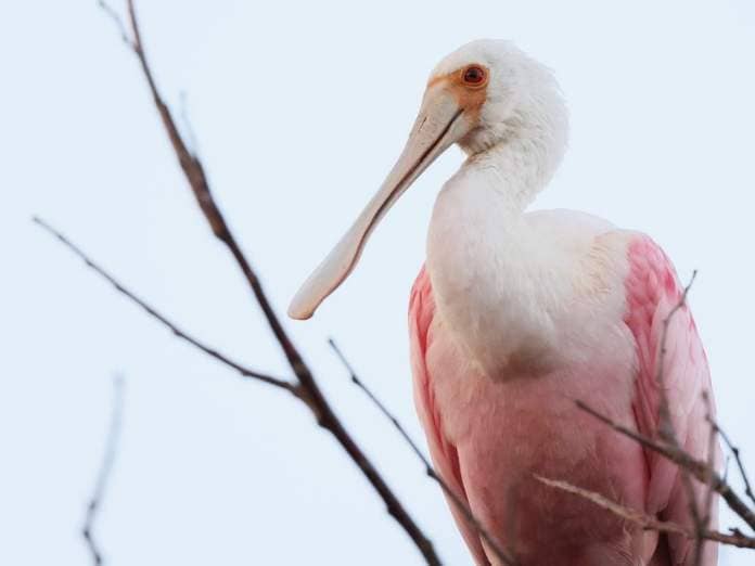 Large white and pink bird