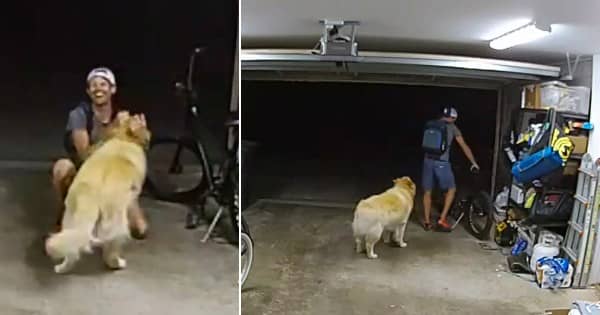 A burglar stopped to tell a dog, 'I love you' 