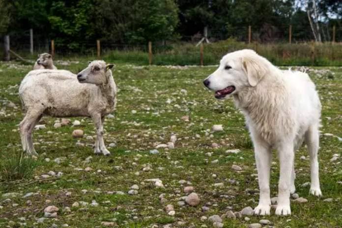 A young Maremma sheep dog stands by a sheep as it is trained to protect livestock from the threat of Sea Eagles (Andy Buchanan)