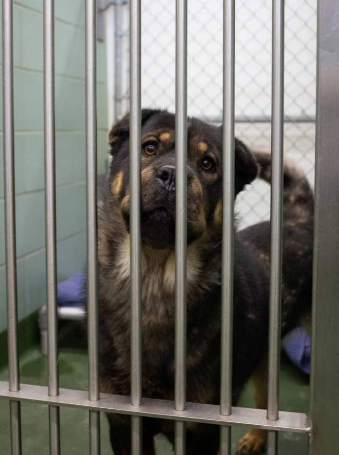 <p>MIKE THIESSEN / WINNIPEG FREE PRESS</p>
                                <p>The City of Winnipeg Animal Services Agency, which can comfortably care for 20 dogs, had 31 of the animals packed into their small kennels at the Logan Avenue facility Wednesday.</p>
