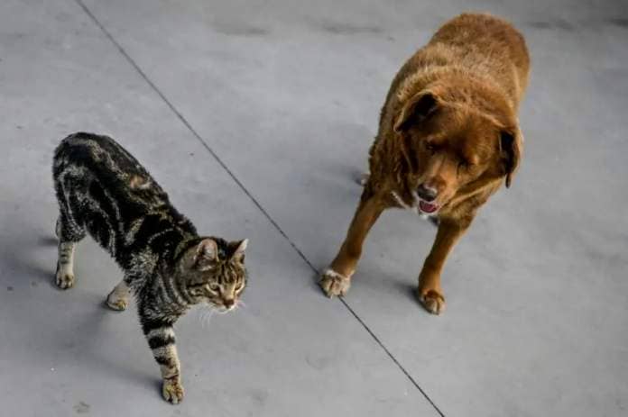 The ban will cover the use of e-collars on dogs and cats. (Photo: PATRICIA DE MELO MOREIRA)
