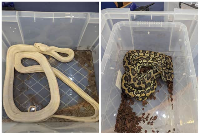 RSPCA inspectors are appealing for anyone with information about the abandoned snakes to come forward.