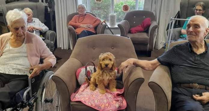 14-week-old Mollie has been given the job title of ‘Pawsitive Energy Coordinator’ at the Seccombe Court care home in Adderbury.