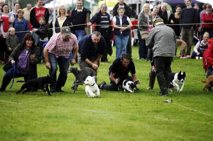 The fun dog race at Keighley Show, 2011