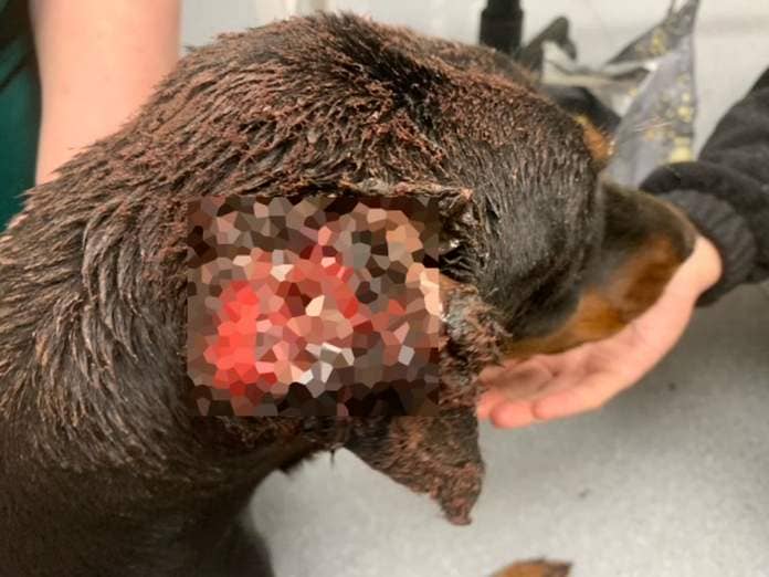 Georgia the doberman had infections as a result of Ali Raza Nazam's cropping of her ears. Photo: RSPCA