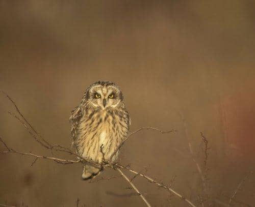 Credit: Ben Andrew. Image shows a Short-eared Owl.