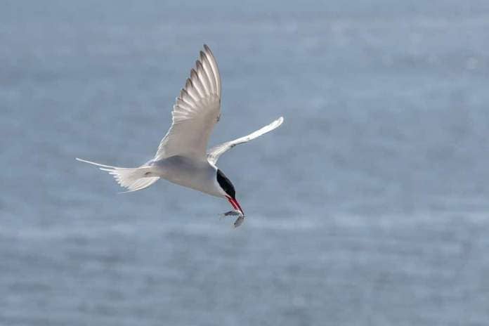 Flying arctic tern (Sterna paradisaea) with a fish in its beak over the blue sea, the elegant migration bird has the longest route from Arctic to Antarctic, copy space, selected focus