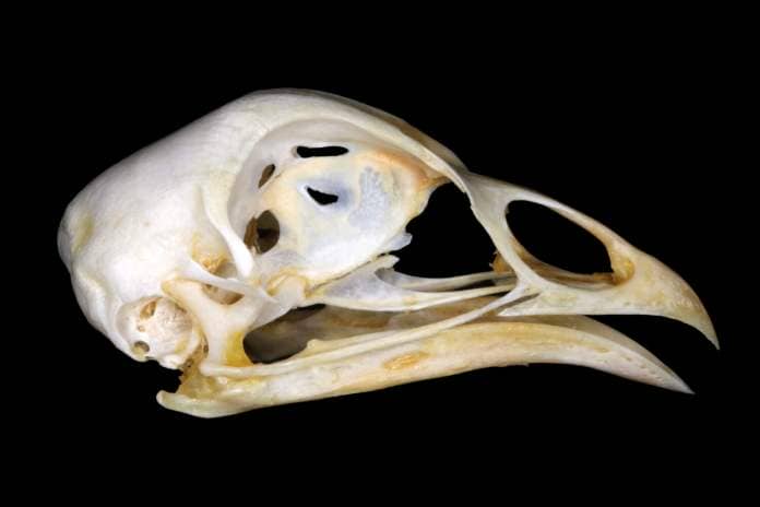 Isolated domestic rooster (Gallus gallus domesticus (Linnaeus, 1758)) skull (lateral view) against a black background