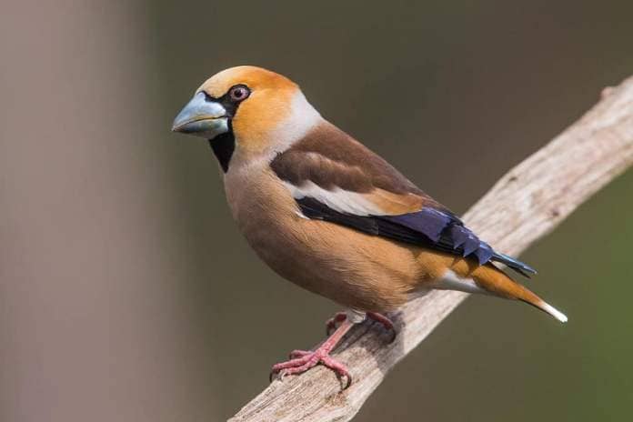 Close-up and full image of colorful Hawfinch Coccothraustes sitting with pink feet on a wooden stick with diffused background