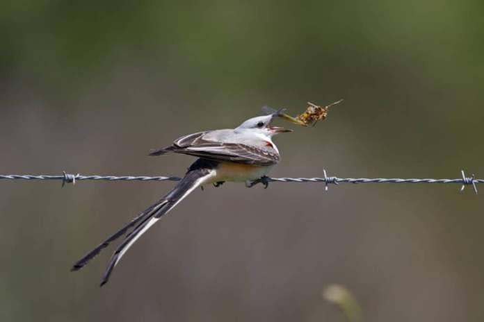 Male Scissor-tailed Flycatcher (Tyrannus forficatus) Perched on a Barbed Wire Fence Eating a Locust - Texas